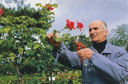 Louis de Funès dans sa roseraie Louis de Funès dans sa roseraie