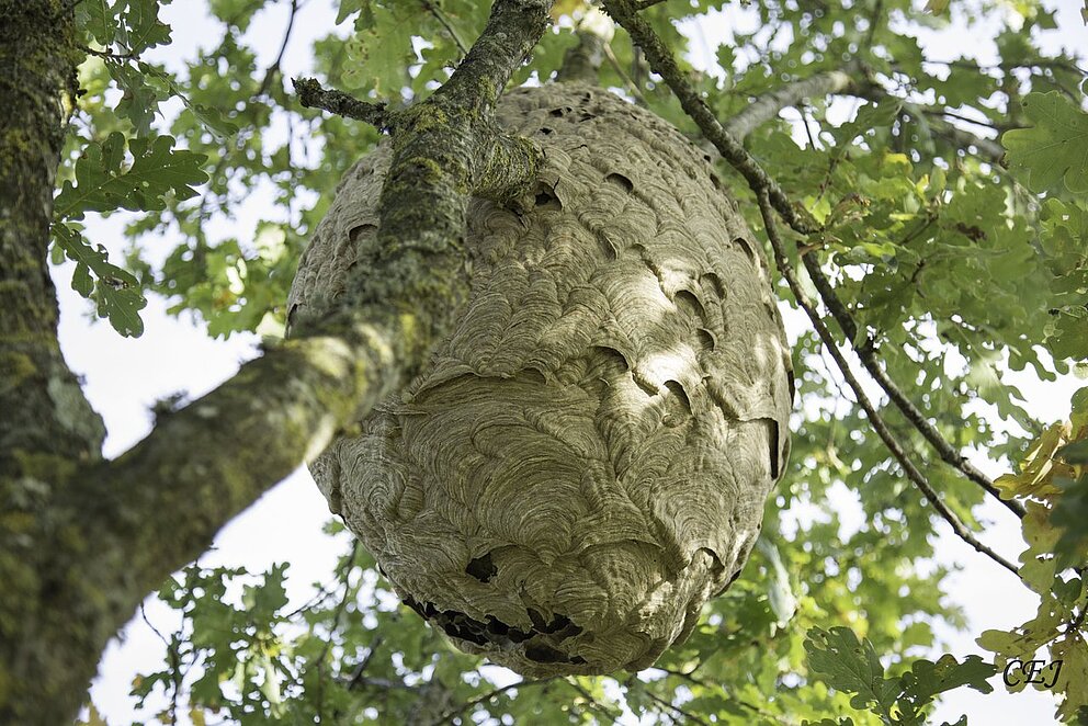 Piégeage de printemps 2026 : action collective contre le frelon asiatique pour protéger pollinisateurs et habitants