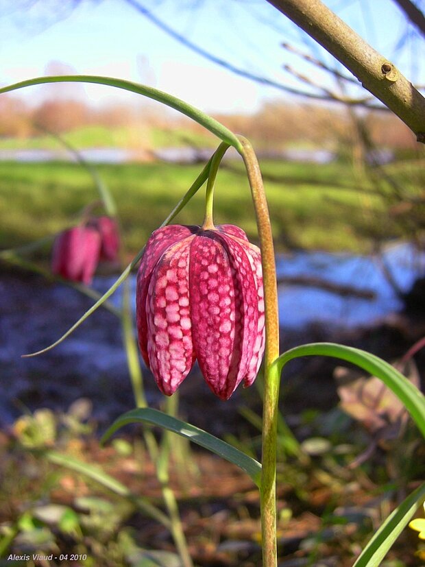 Fleur Meleagris sur l'Île Neuve