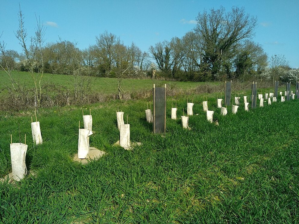 Plantation des haies bocagères - COMPA