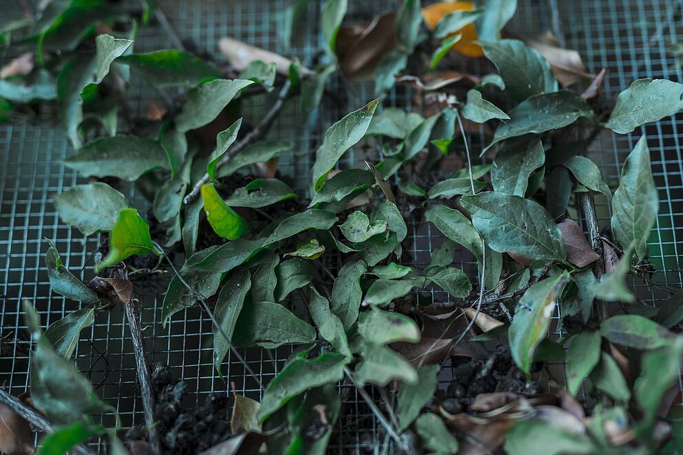 Fermeture estivale de la déchèterie des déchets verts