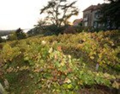DOMAINE DES GÉNAUDIÈRES